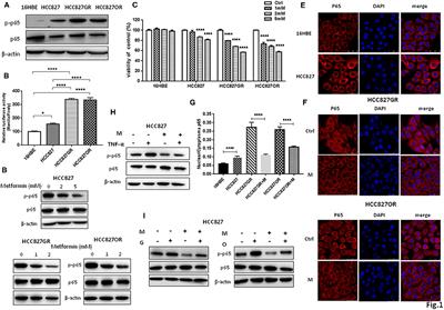 Metformin Overcomes Acquired Resistance to EGFR TKIs in EGFR-Mutant Lung Cancer via AMPK/ERK/NF-κB Signaling Pathway